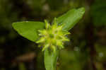 Sharplobe hepatica